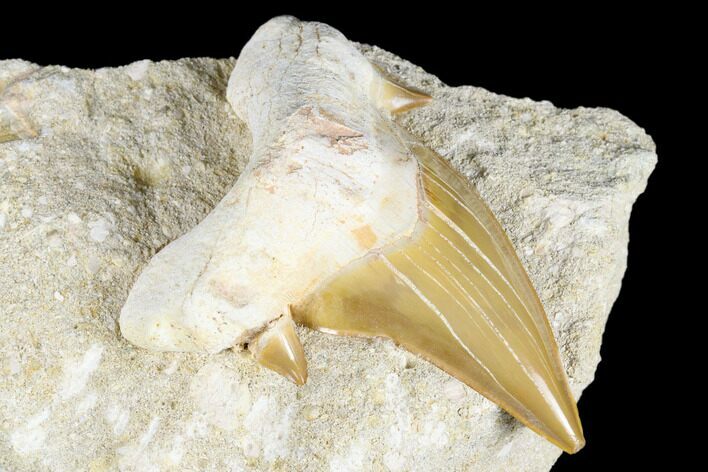 Otodus Shark Tooth Fossil in Rock - Huge Tooth! #183749